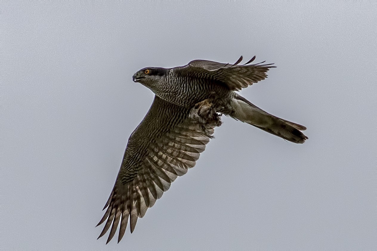Northern Goshawk