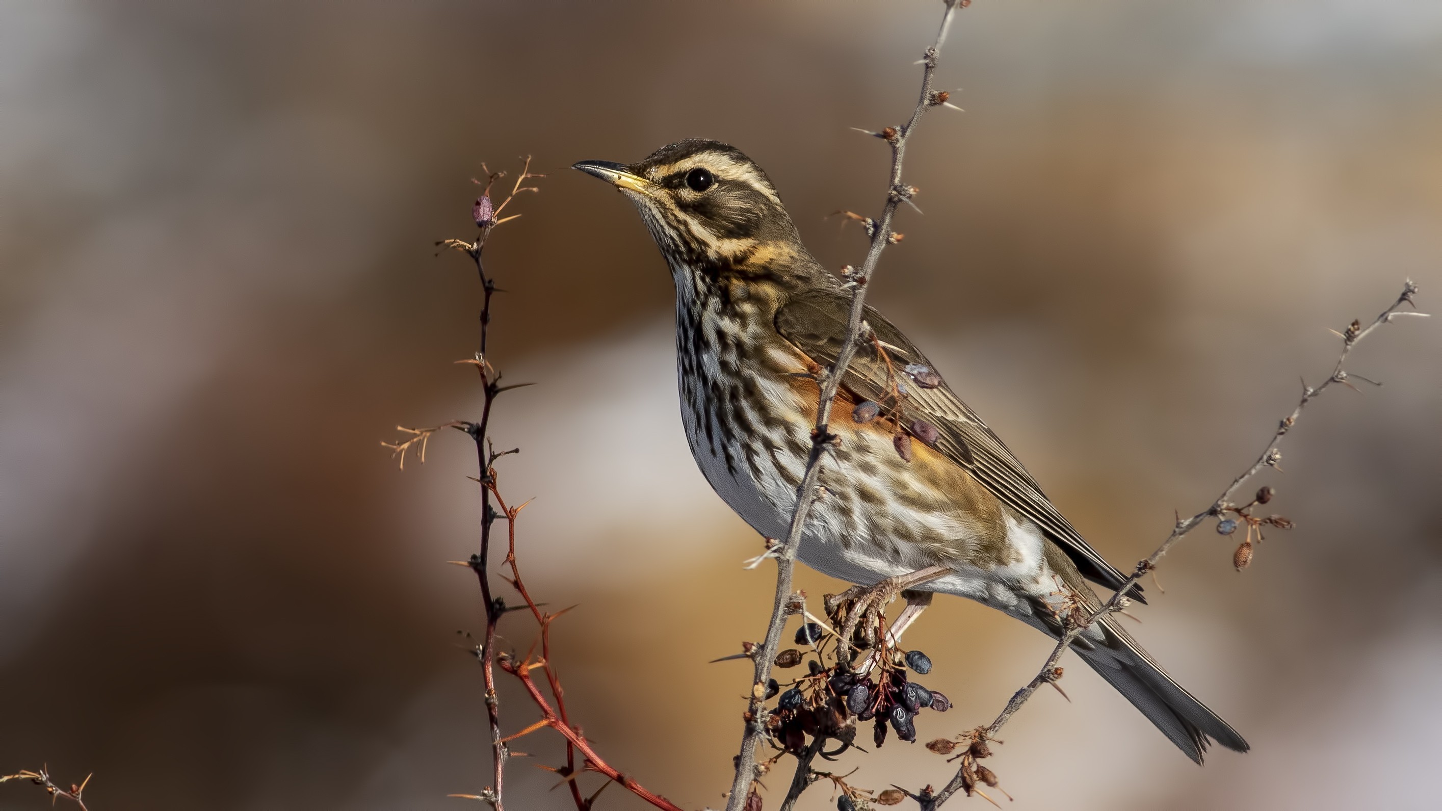 Redwing