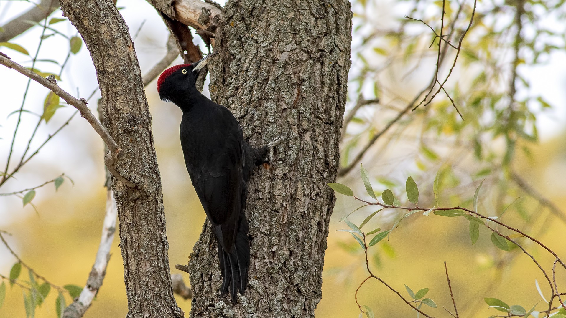 Black Woodpecker