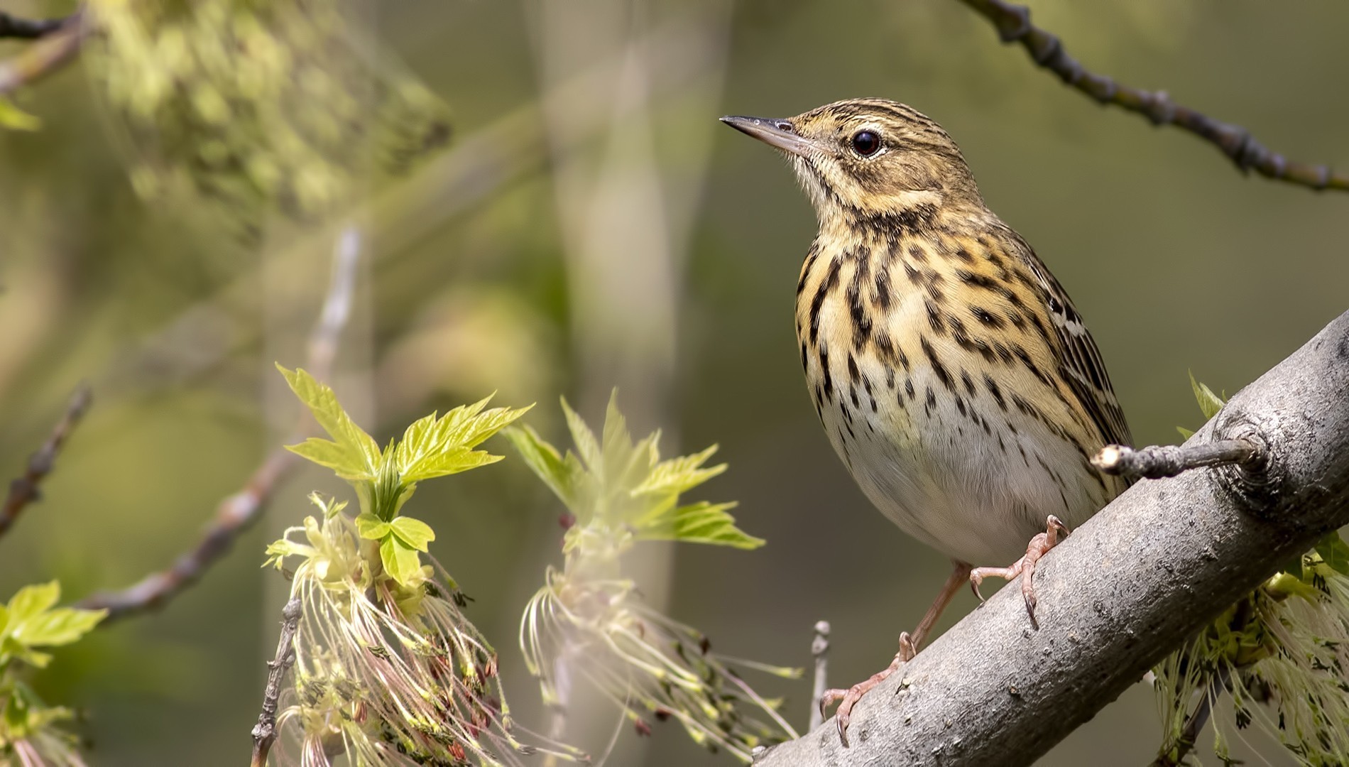 Tree Pipit
