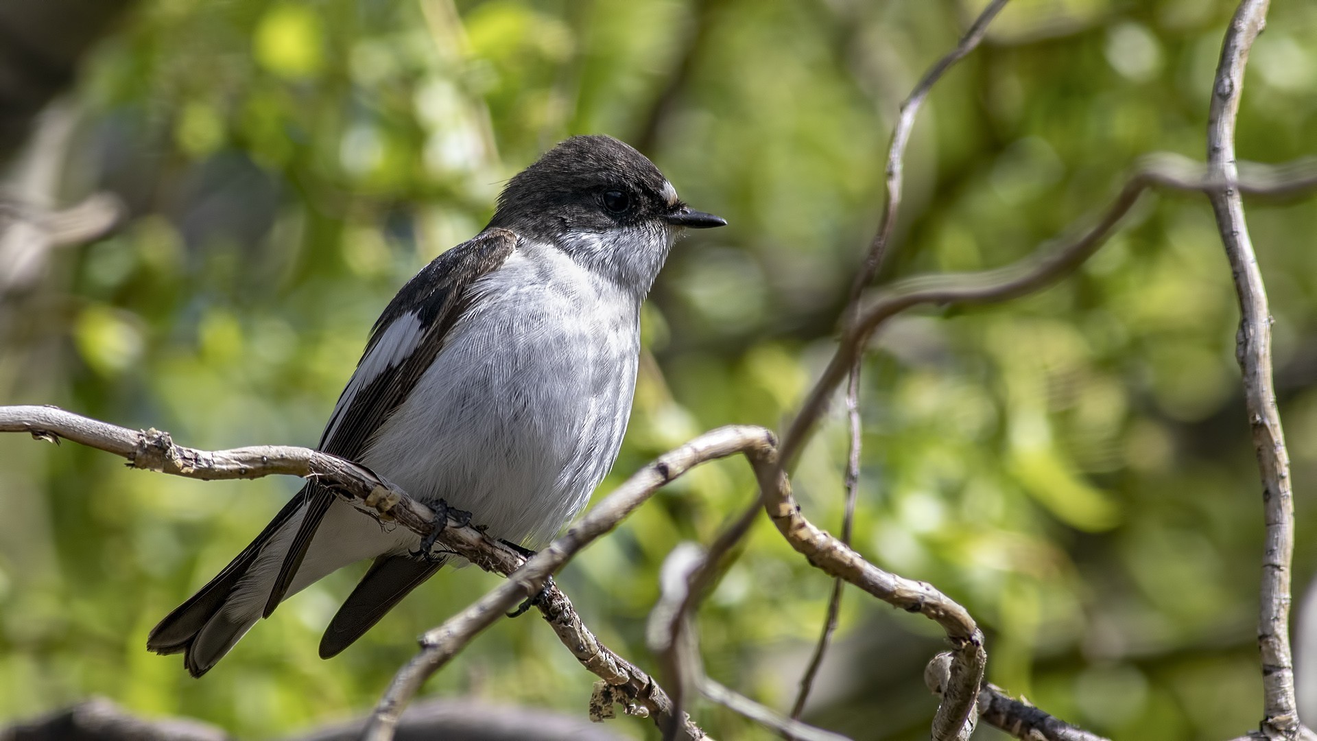 European Pied Flycatcher