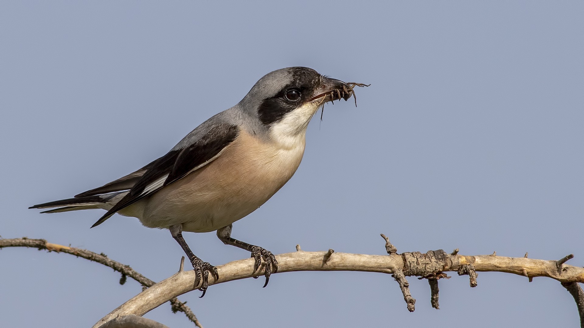 Lesser Grey Shrike