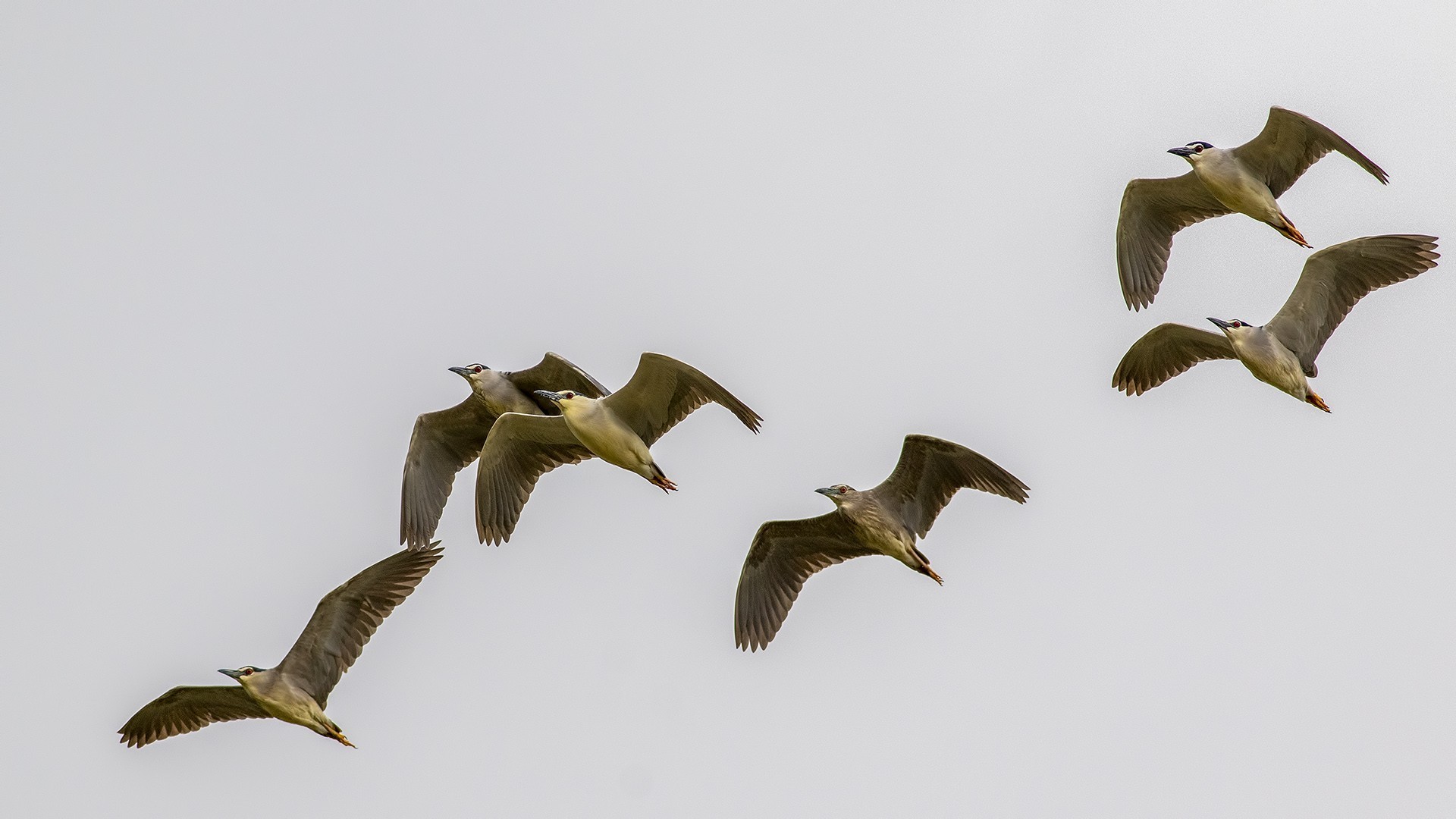 Black-crowned Night-heron — Ana fotoğraf