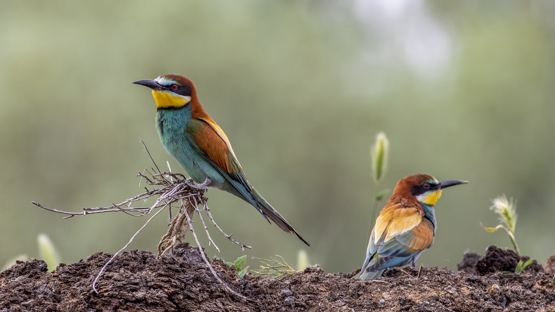 European Bee-eater