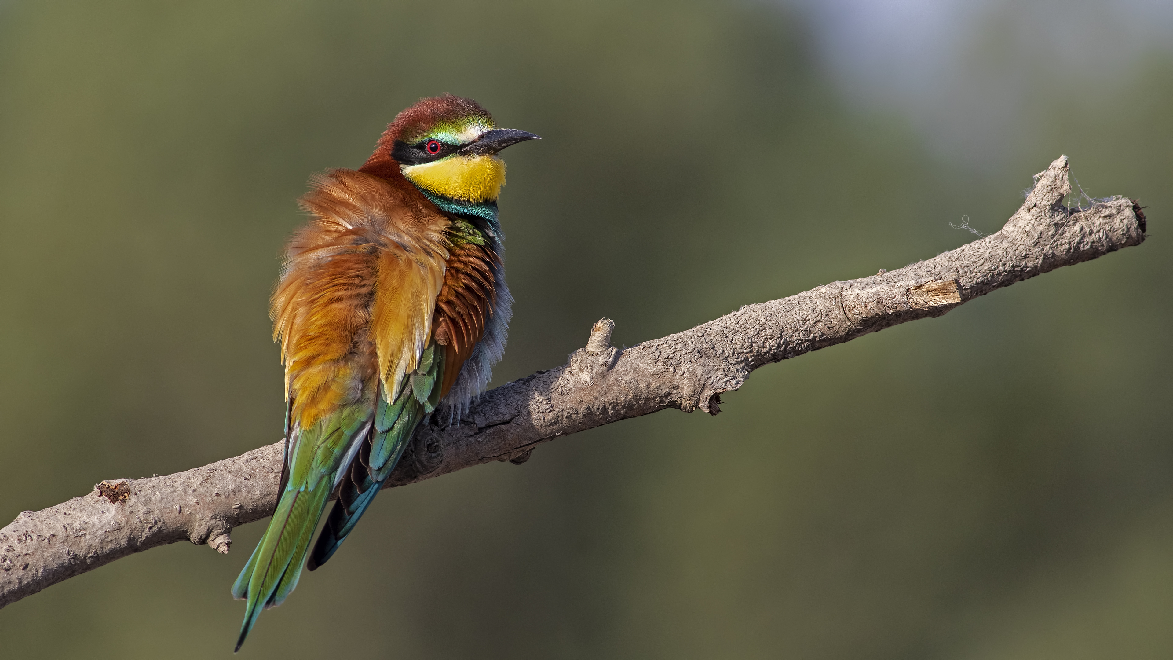 European Bee-eater