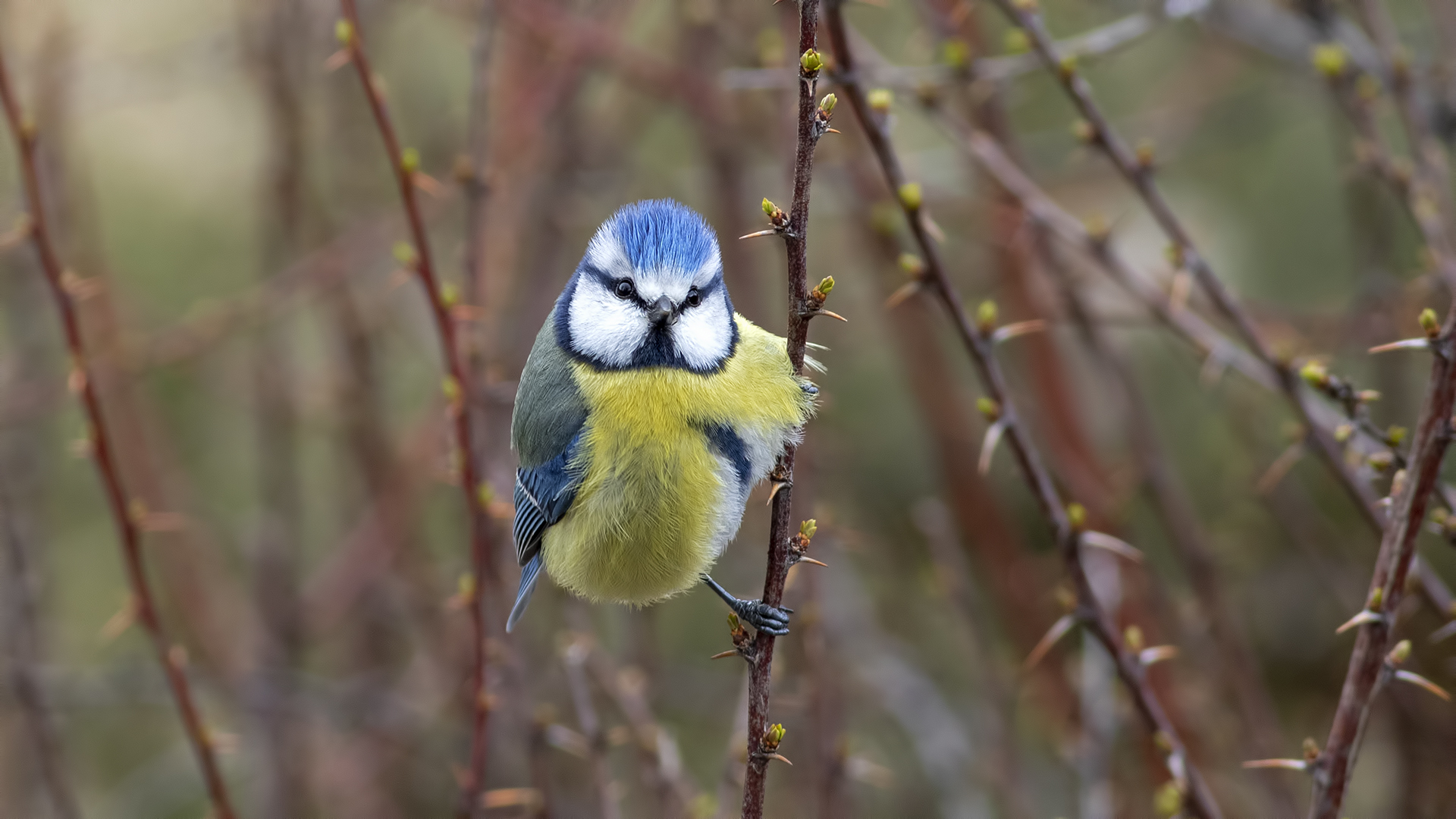 Eurasian Blue Tit