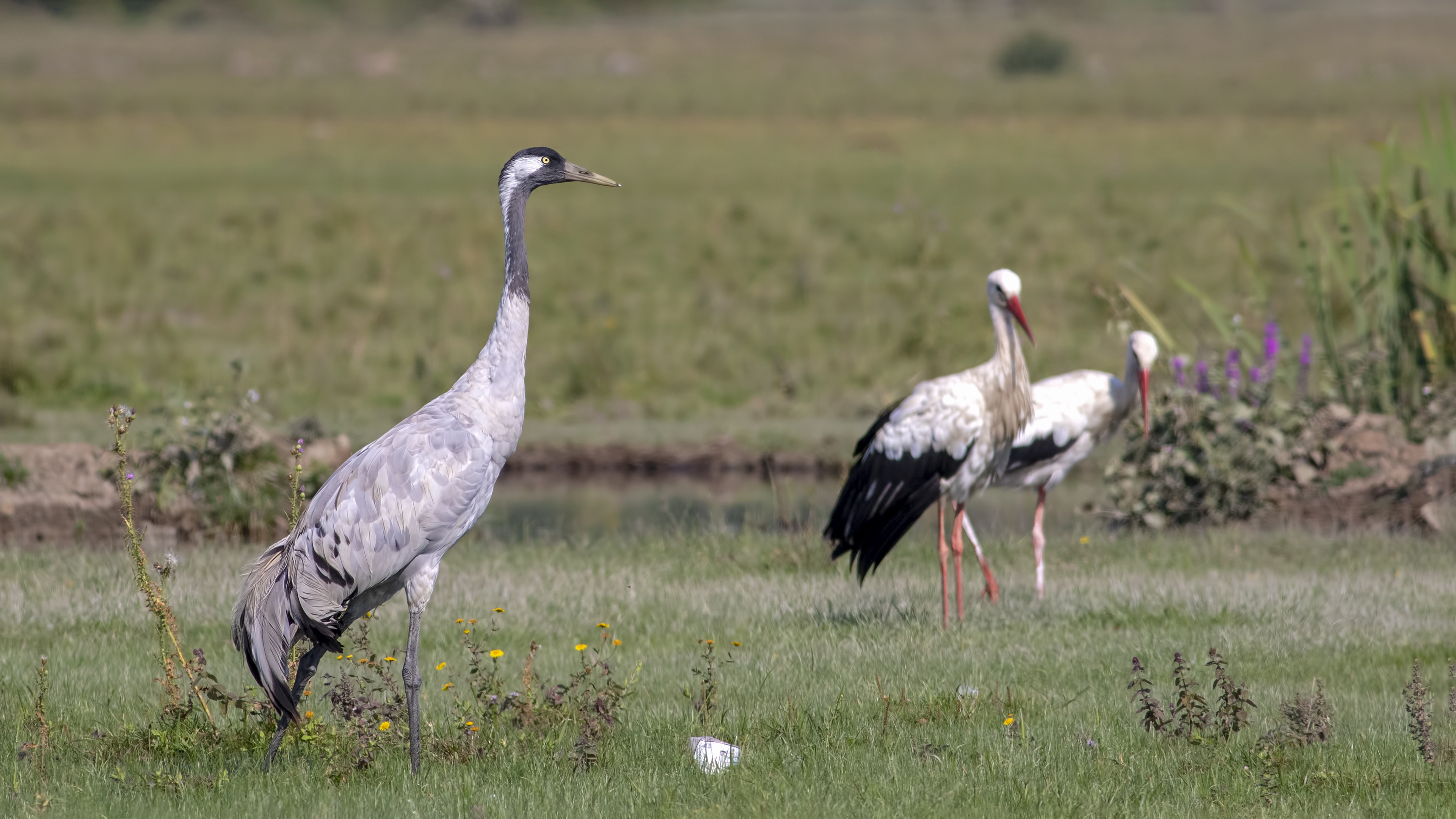 Common Crane