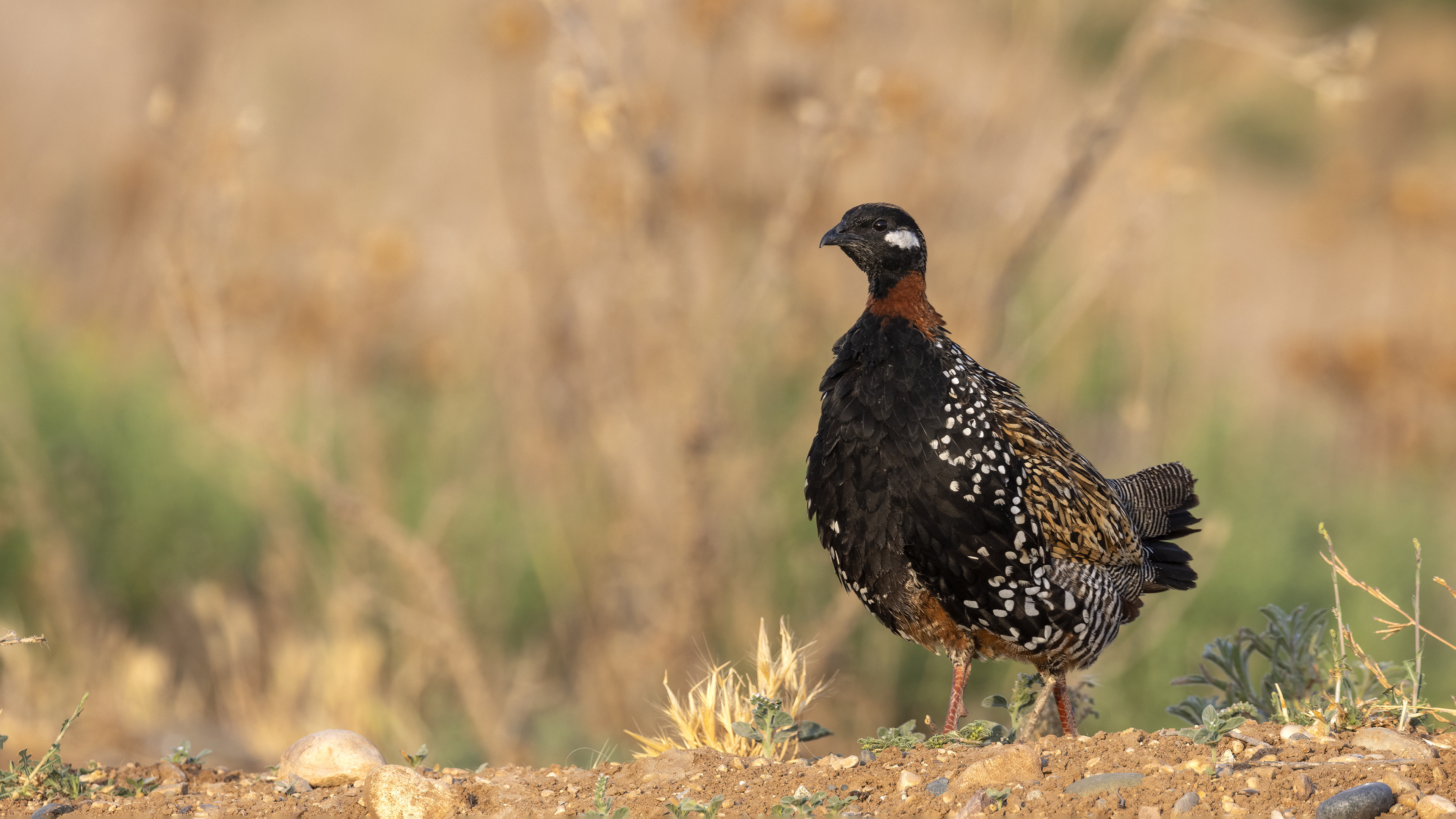 Black Francolin