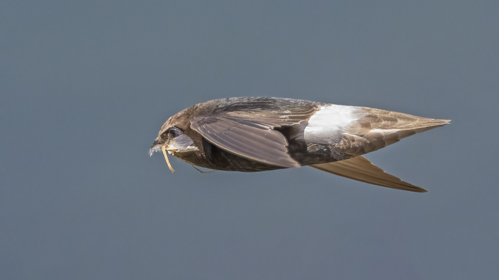 Little Swift
