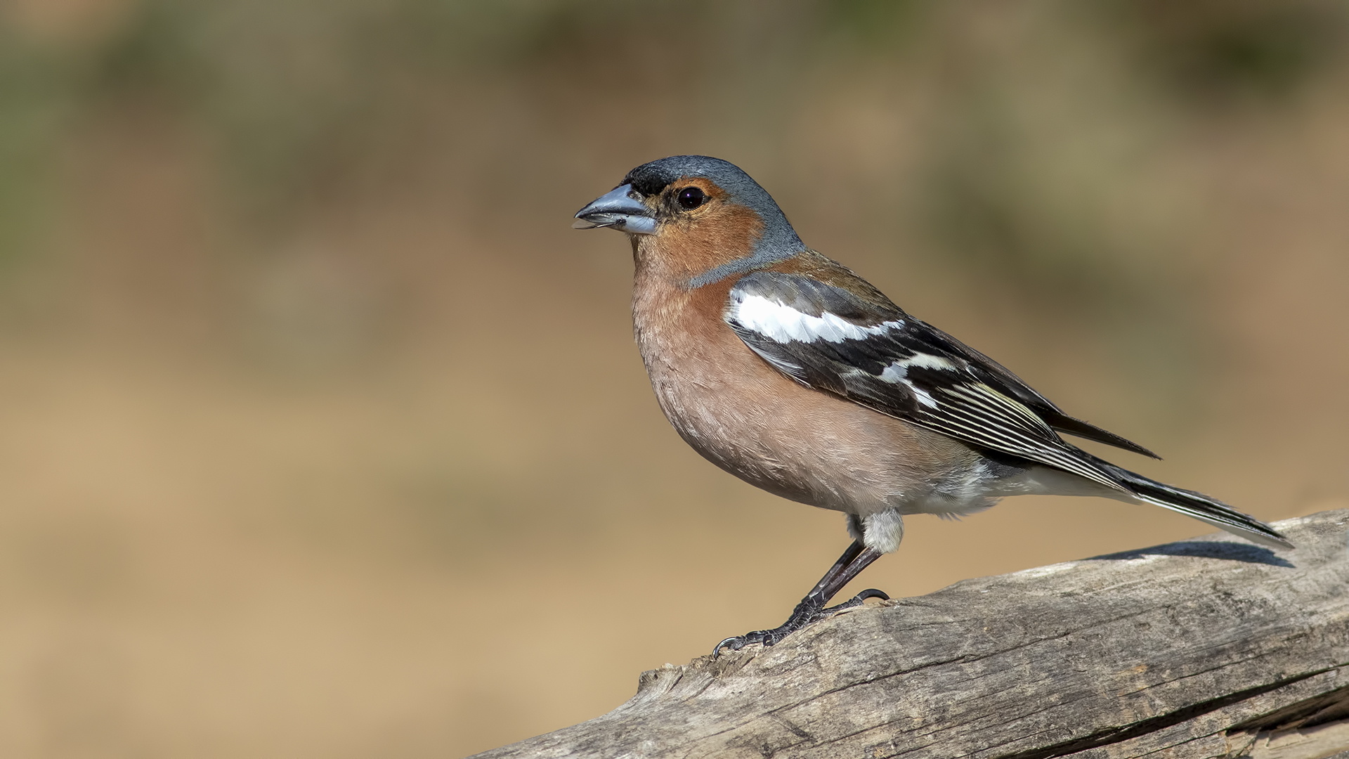 Common Chaffinch