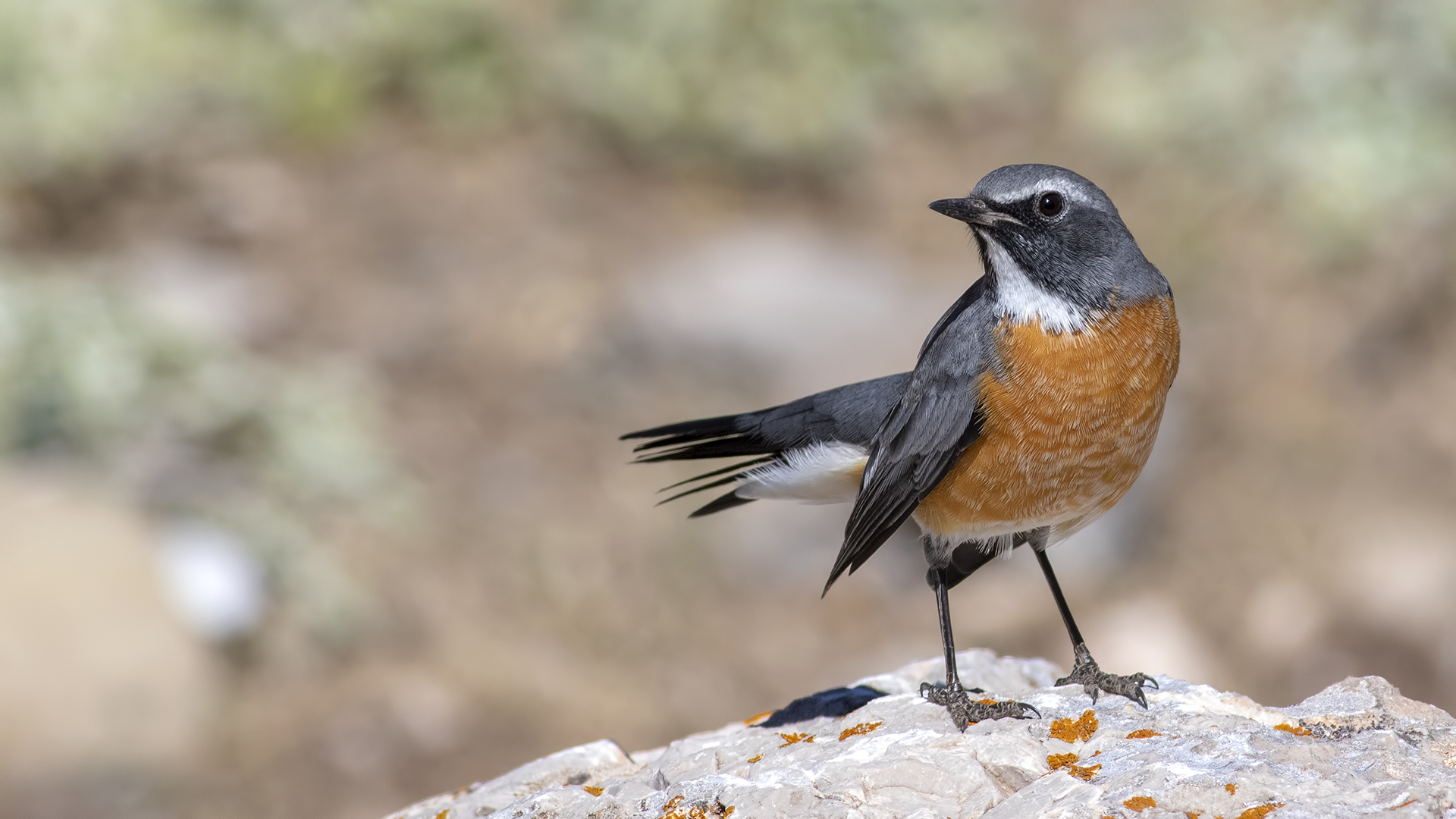 White-throated Robin