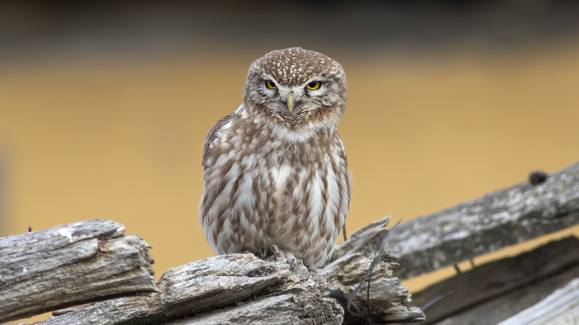 Little Owl