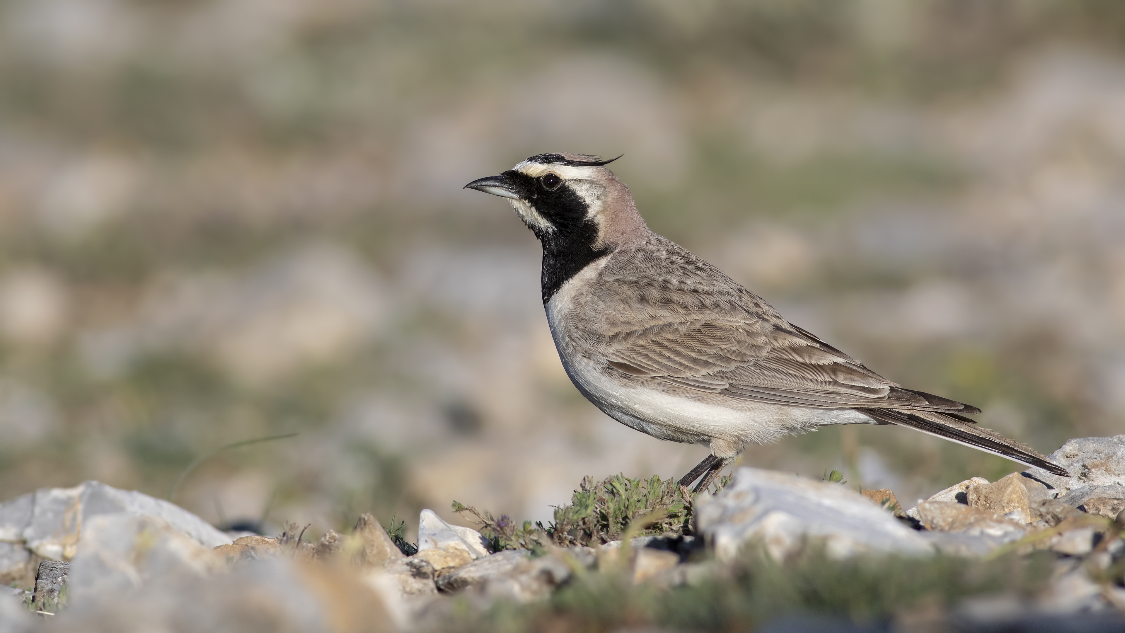 Horned Lark