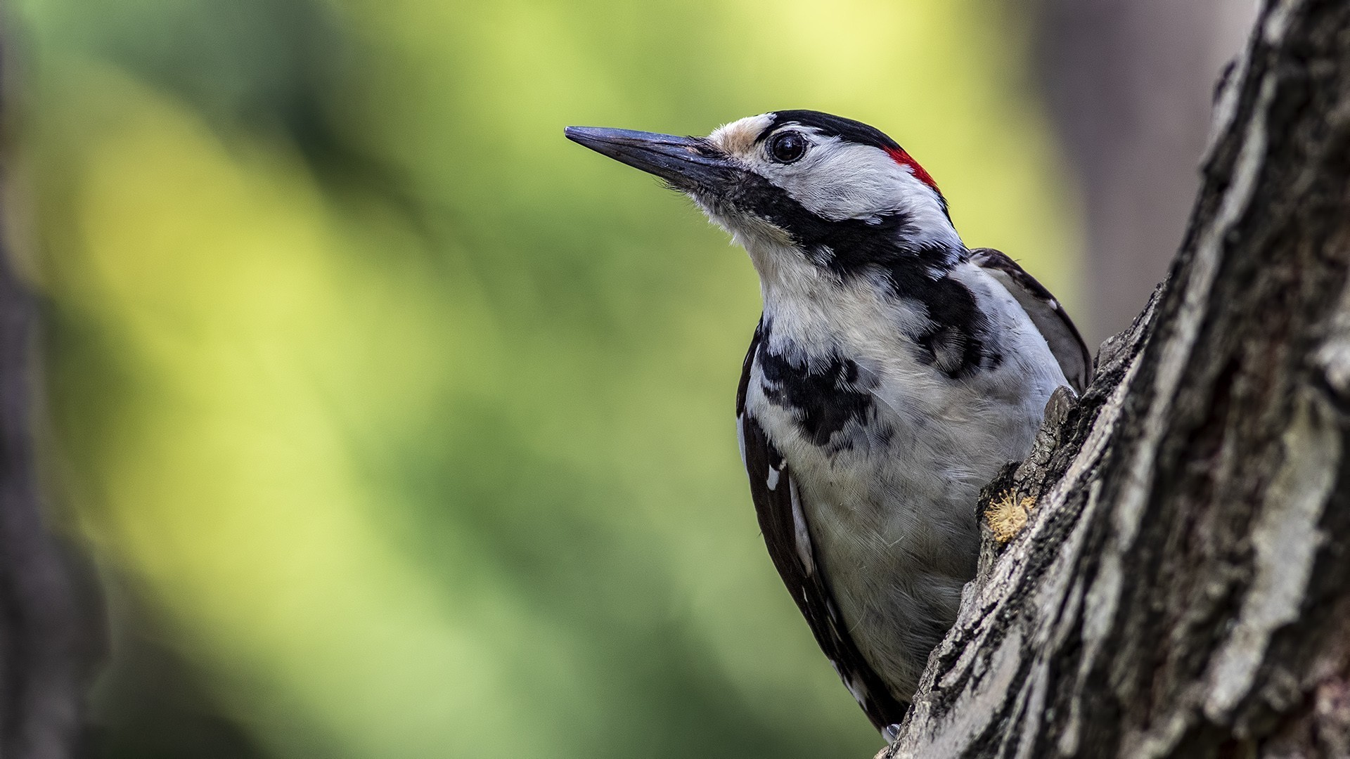 Syrian Woodpecker