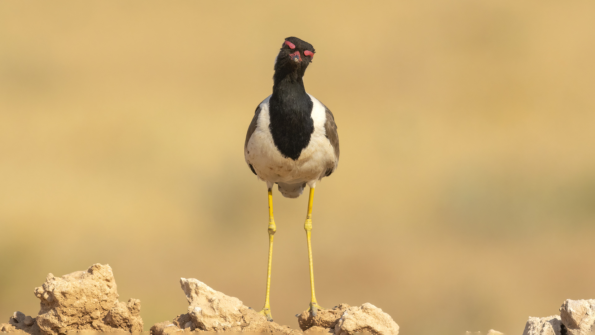 Red-wattled Lapwing