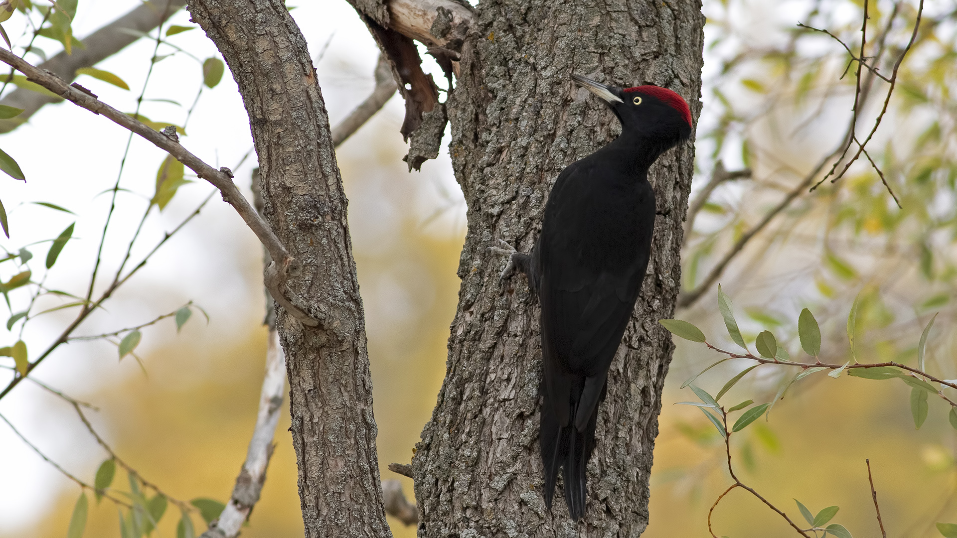 Black Woodpecker