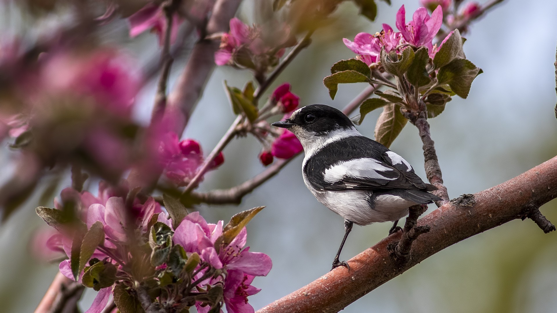 Collared Flycatcher