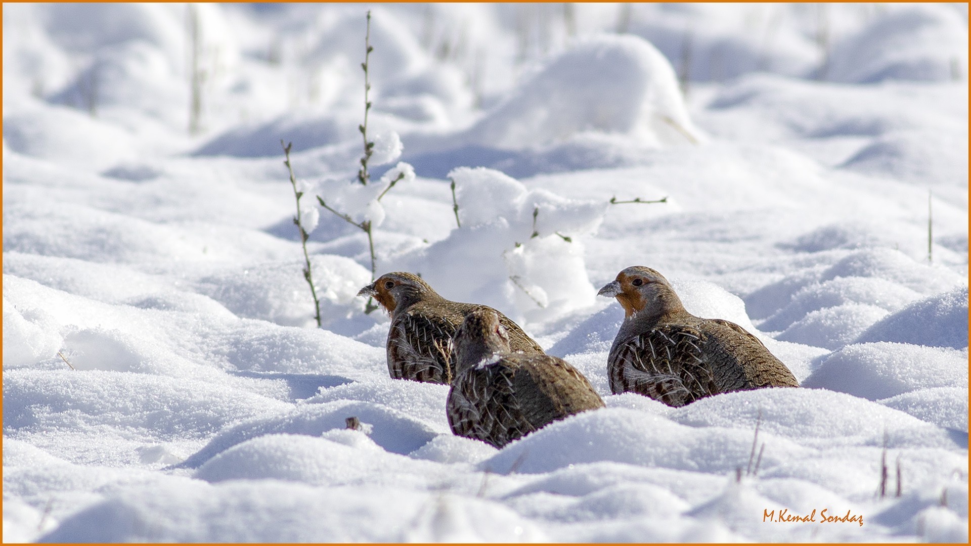 Grey Partridge