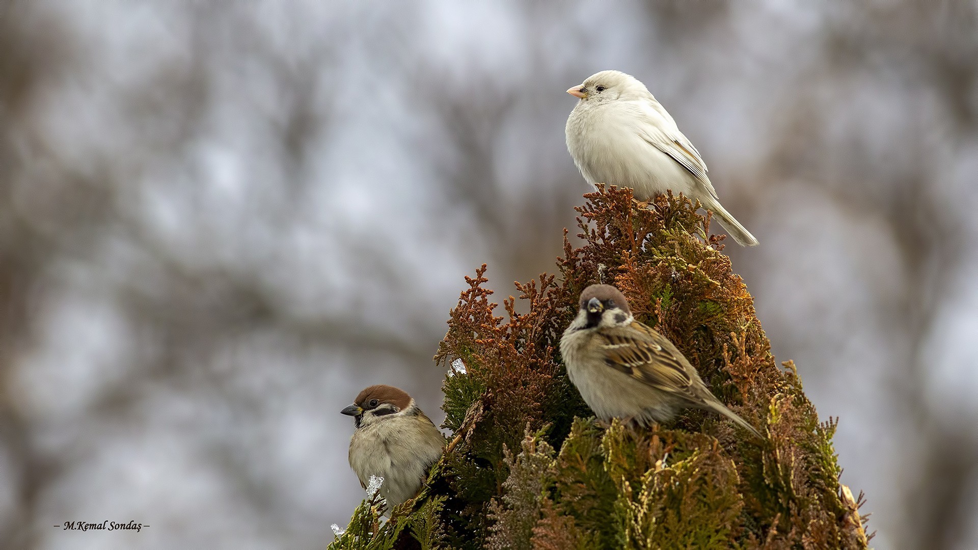 Eurasian Tree Sparrow — Ana fotoğraf