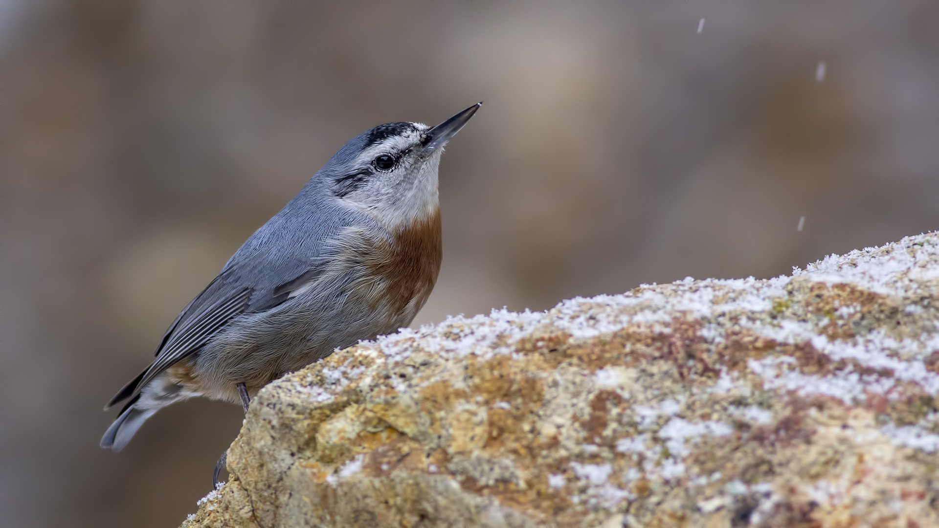 Krueper's Nuthatch