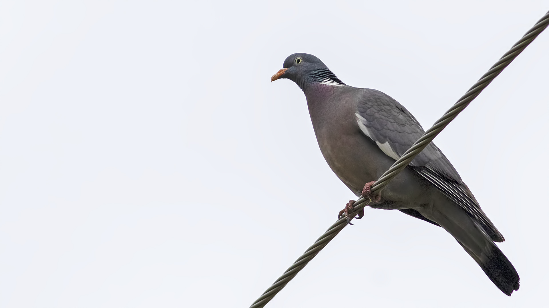 Common Wood-Pigeon