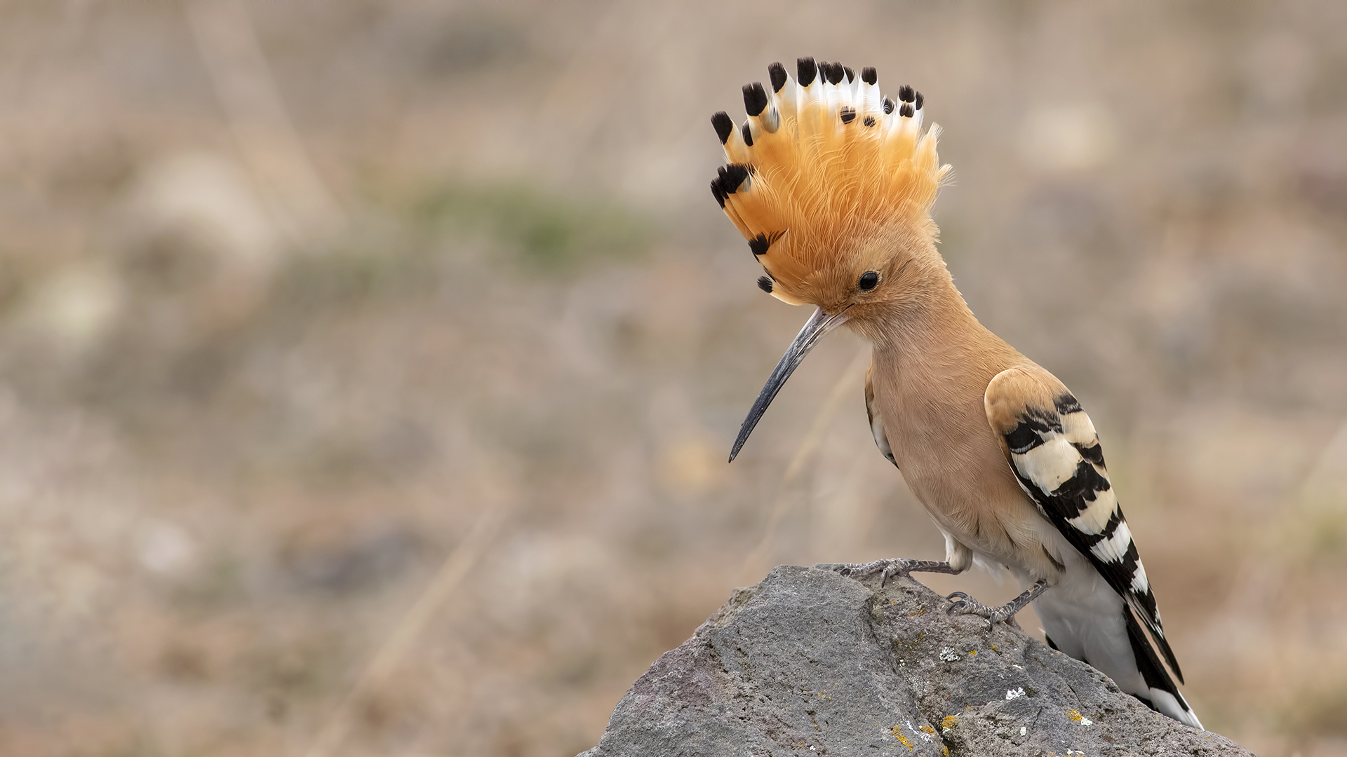 Eurasian Hoopoe