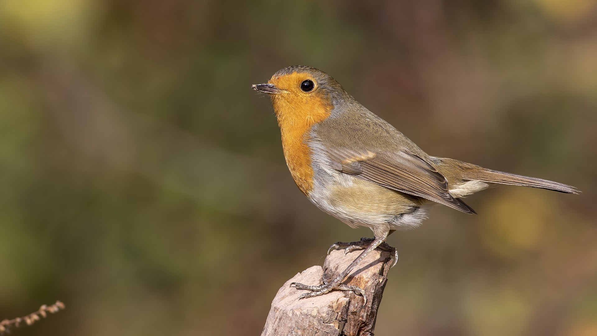 European Robin