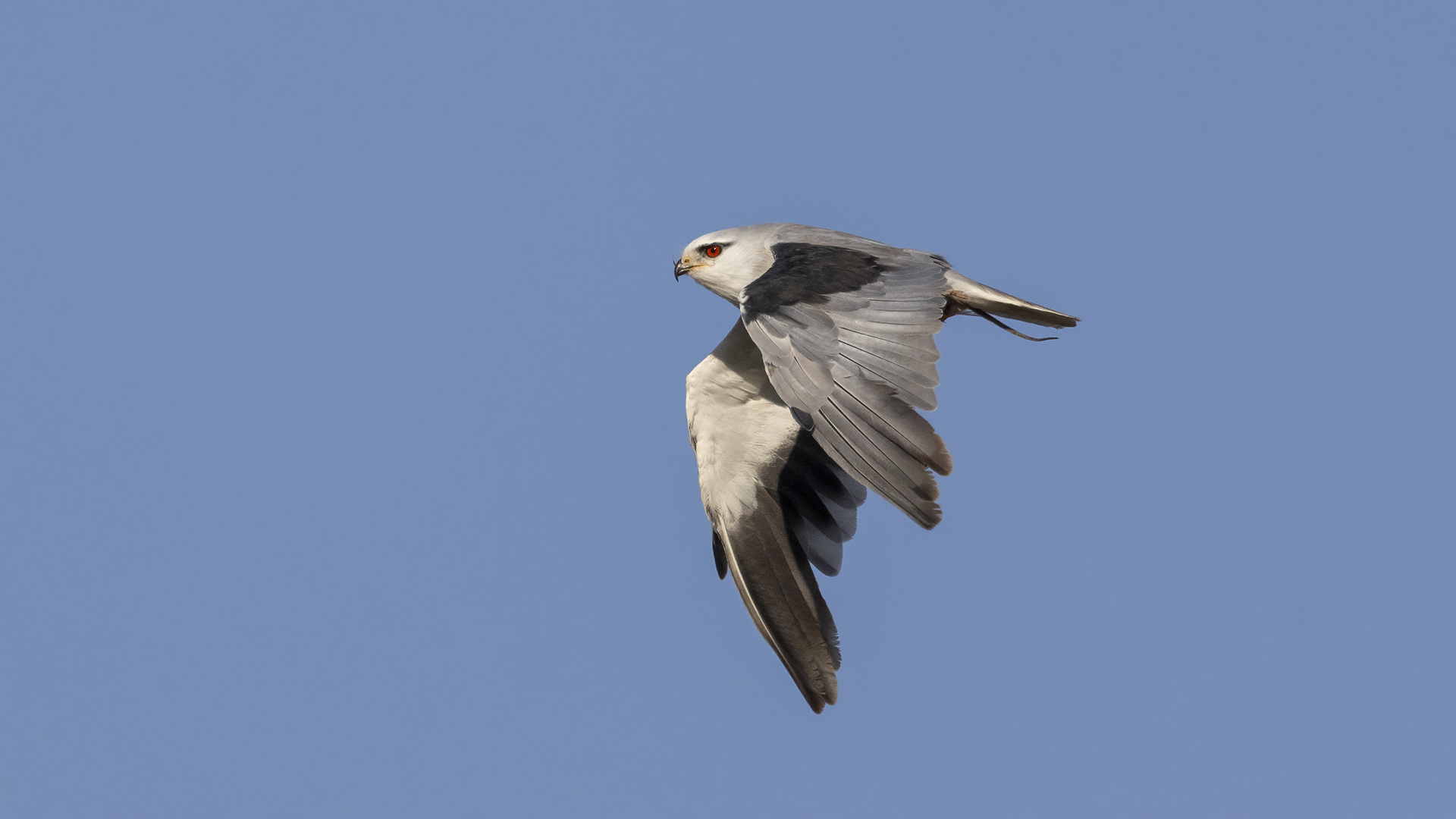 Black-winged Kite