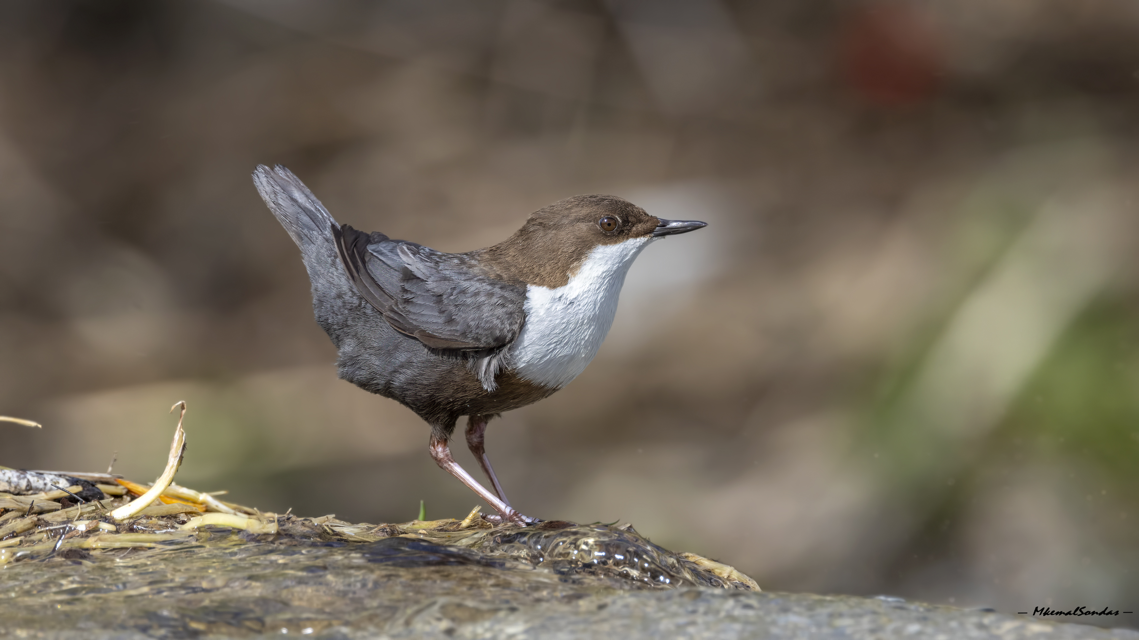 White-throated Dipper