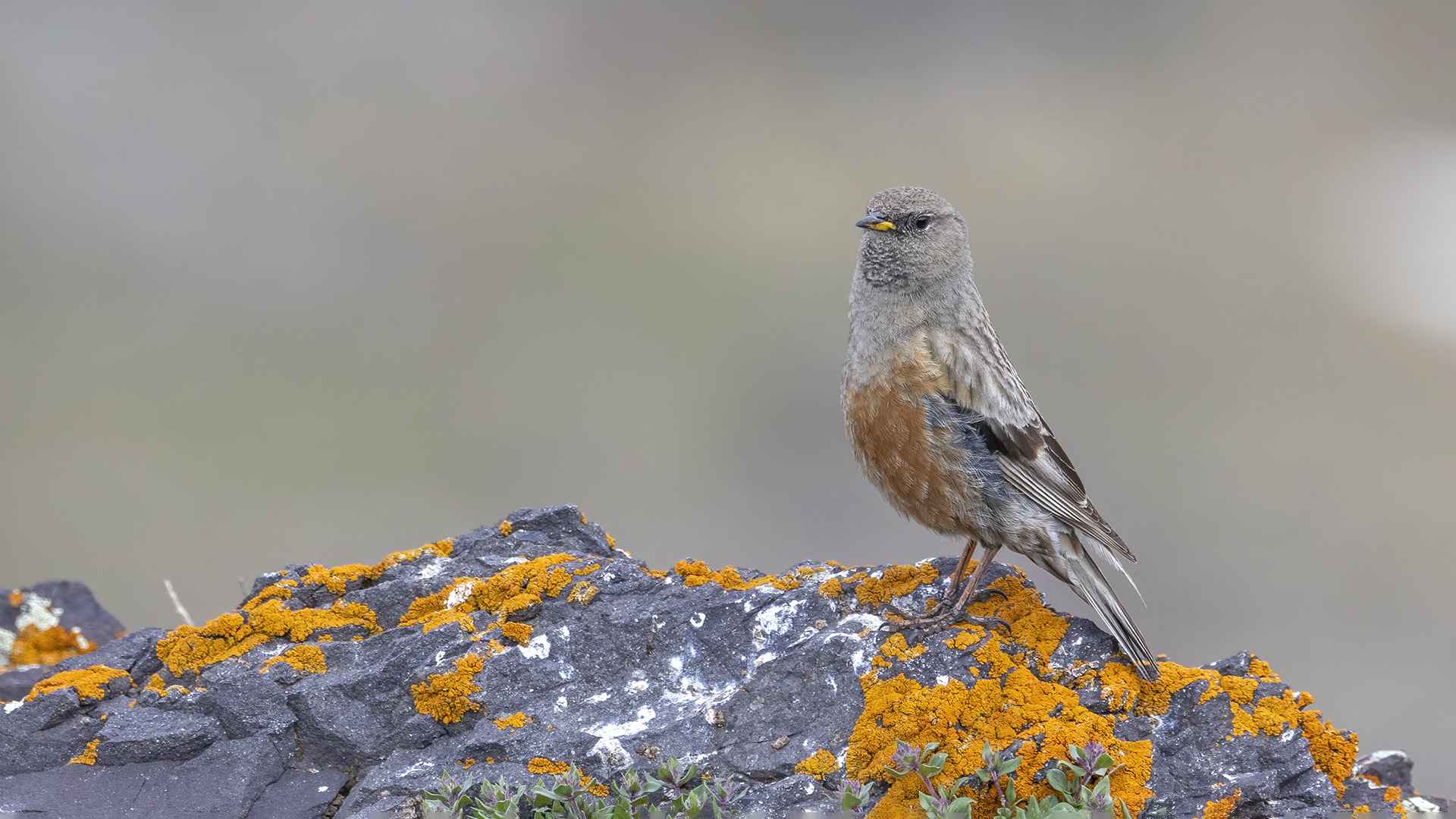 Alpine Accentor