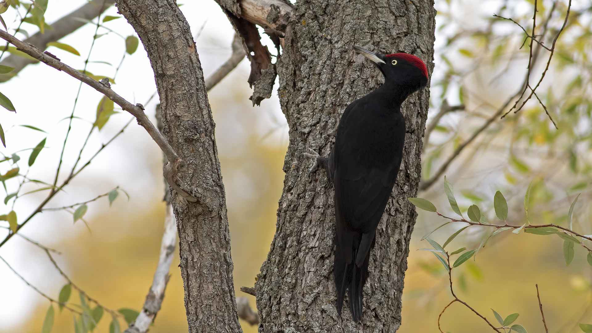 Black Woodpecker