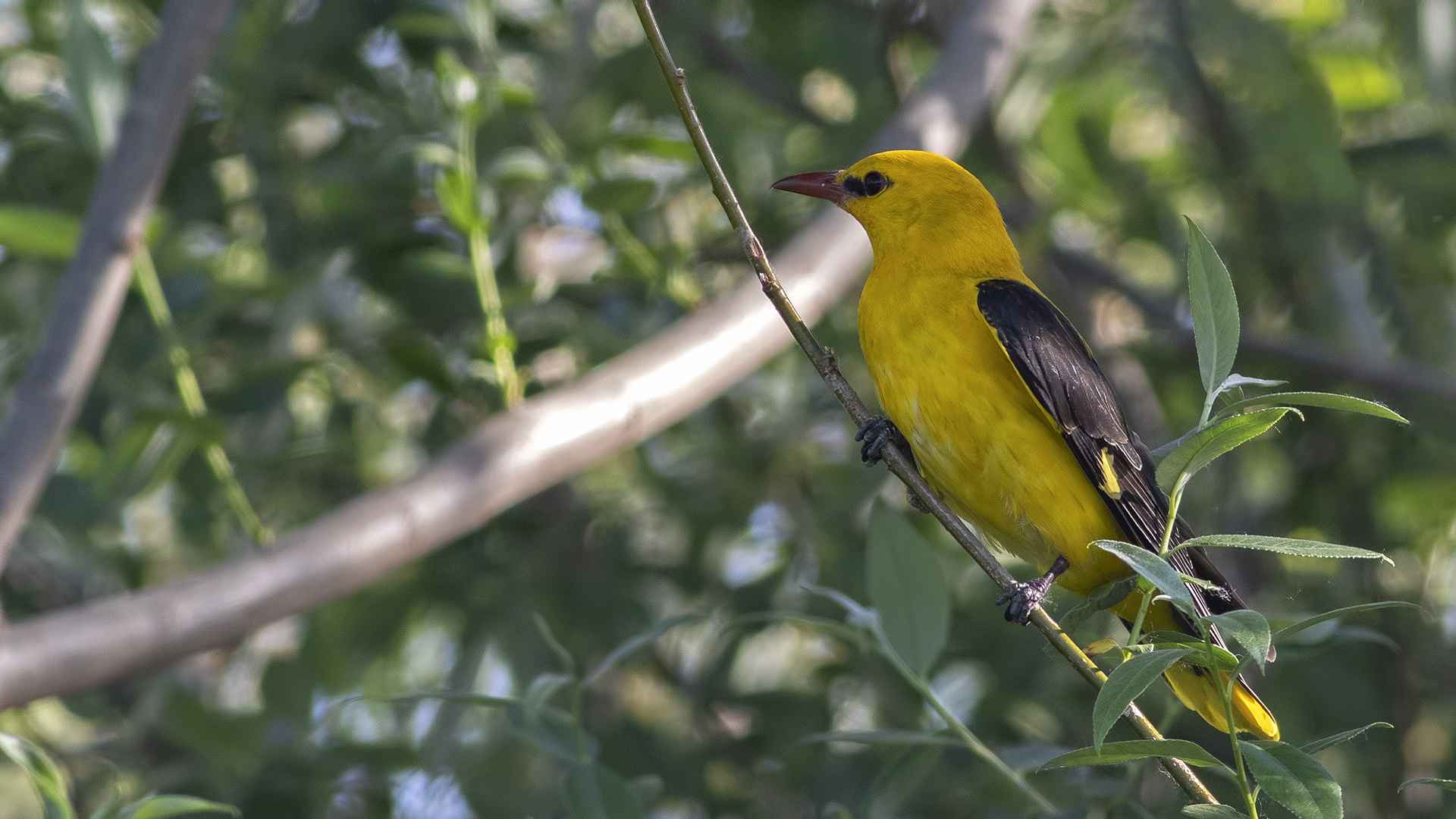 Eurasian Golden Oriole