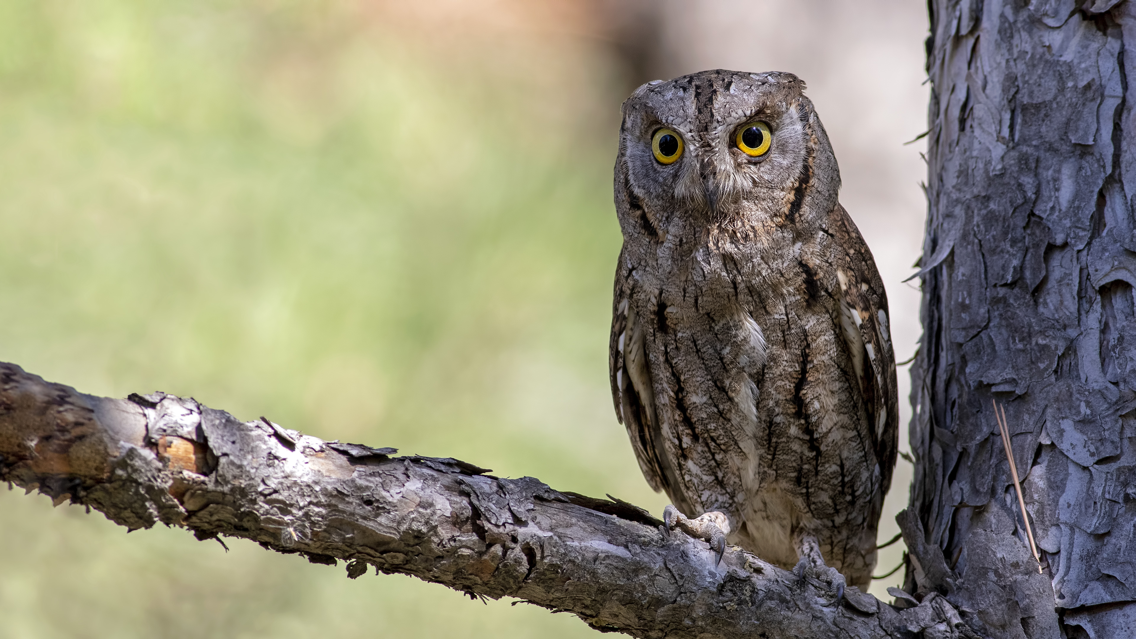 Eurasian Scops-Owl