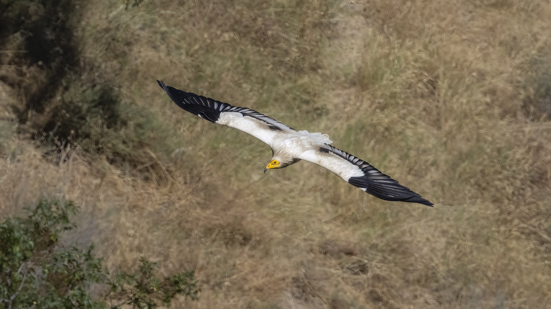 Egyptian Vulture