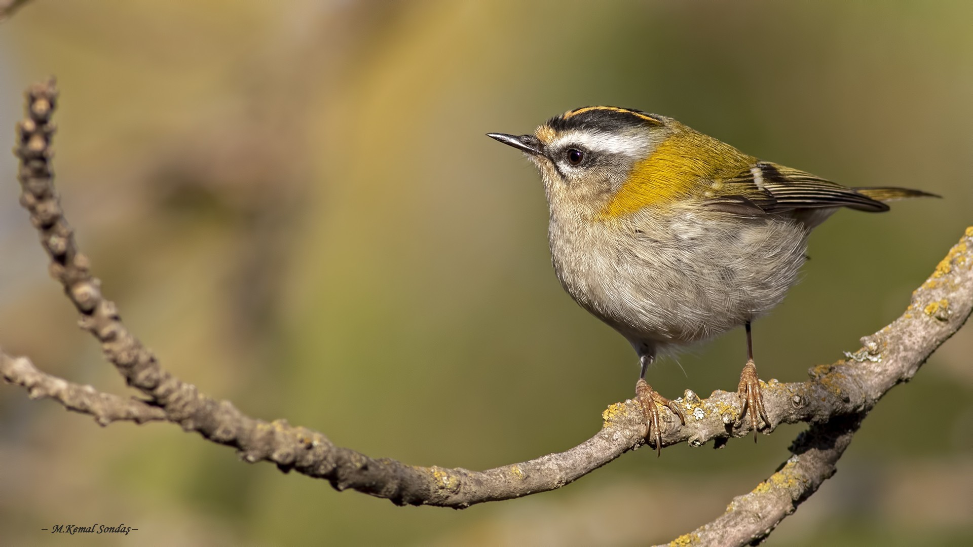 Common Firecrest