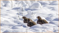 Grey Partridge