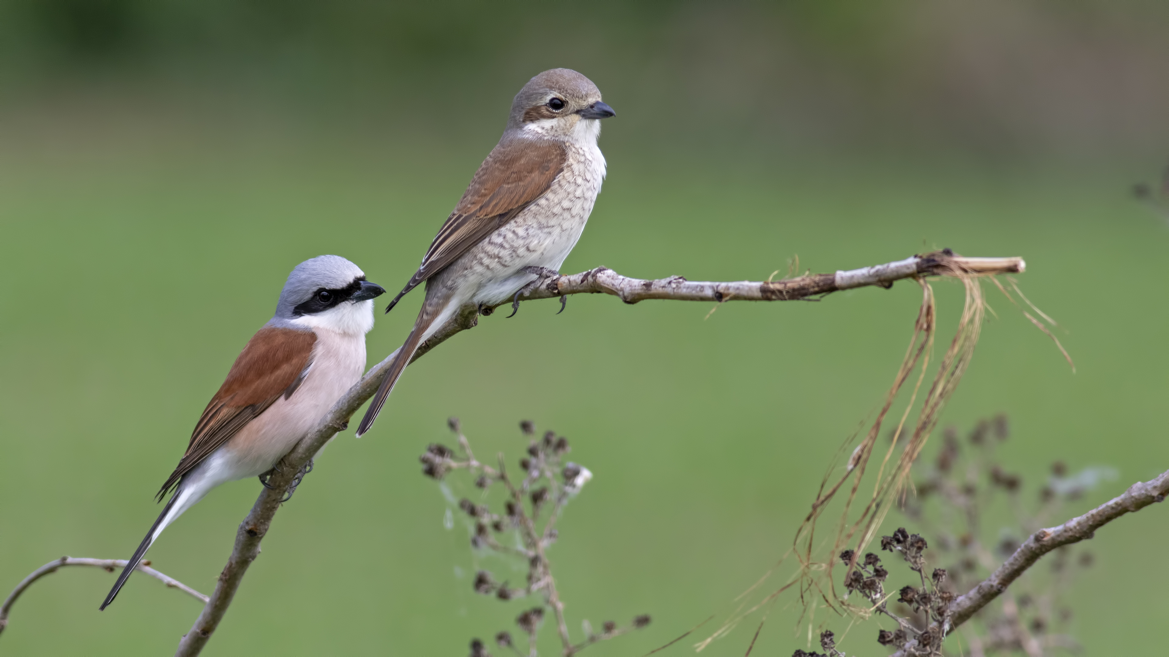 Red-backed Shrike
