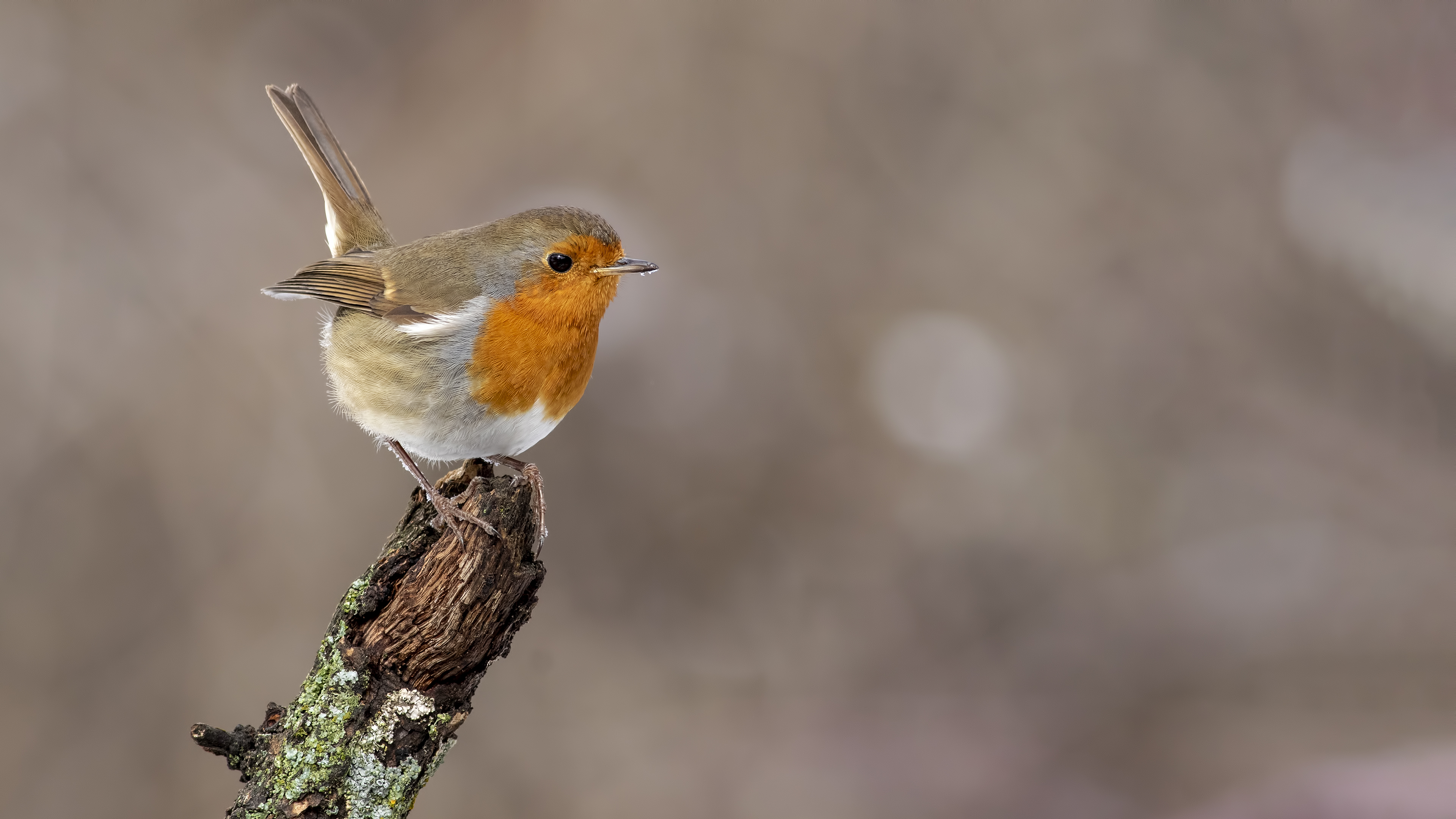 European Robin