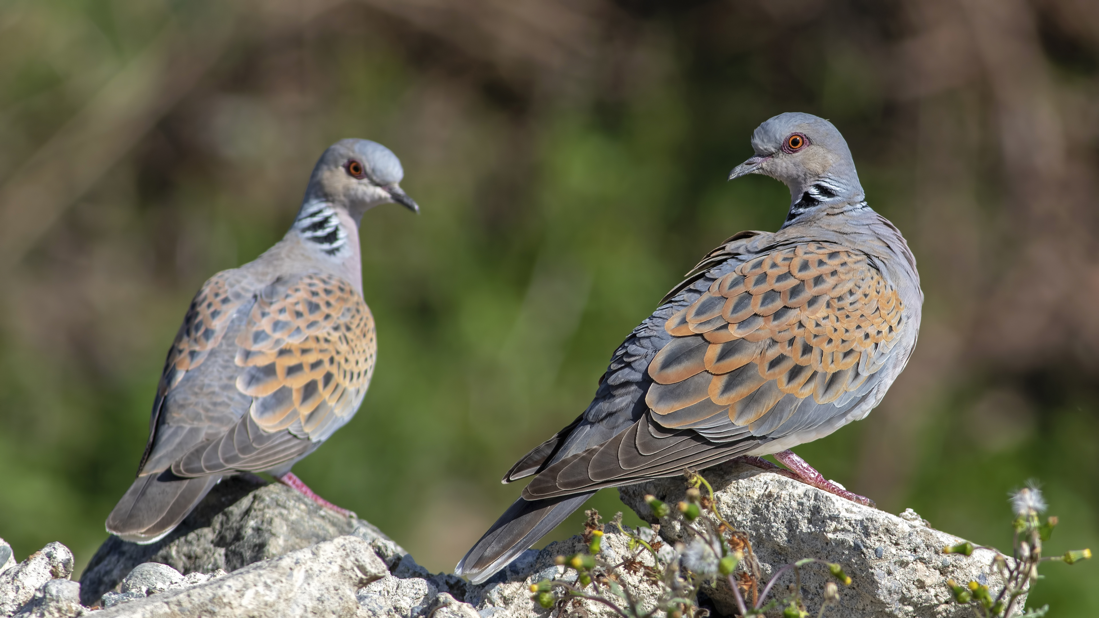 European Turtle-Dove