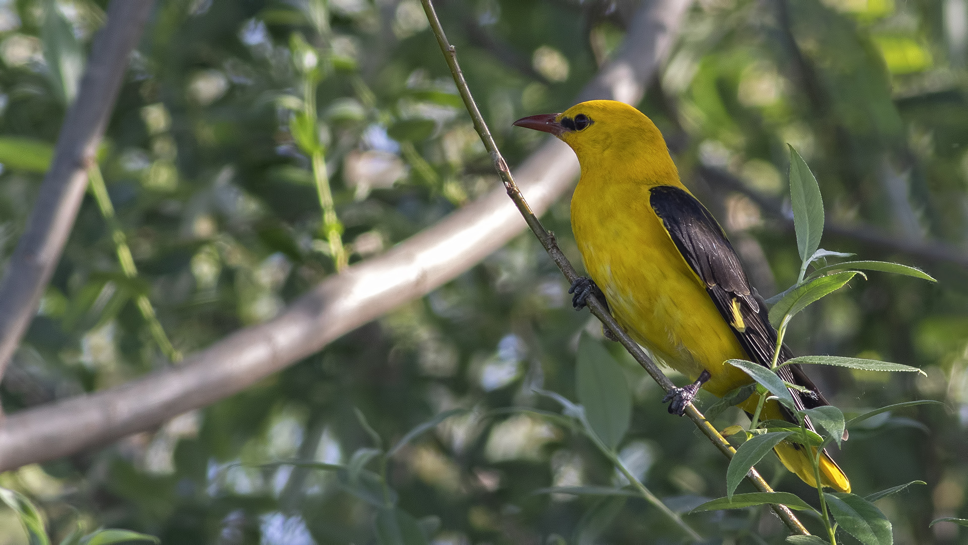 Eurasian Golden Oriole