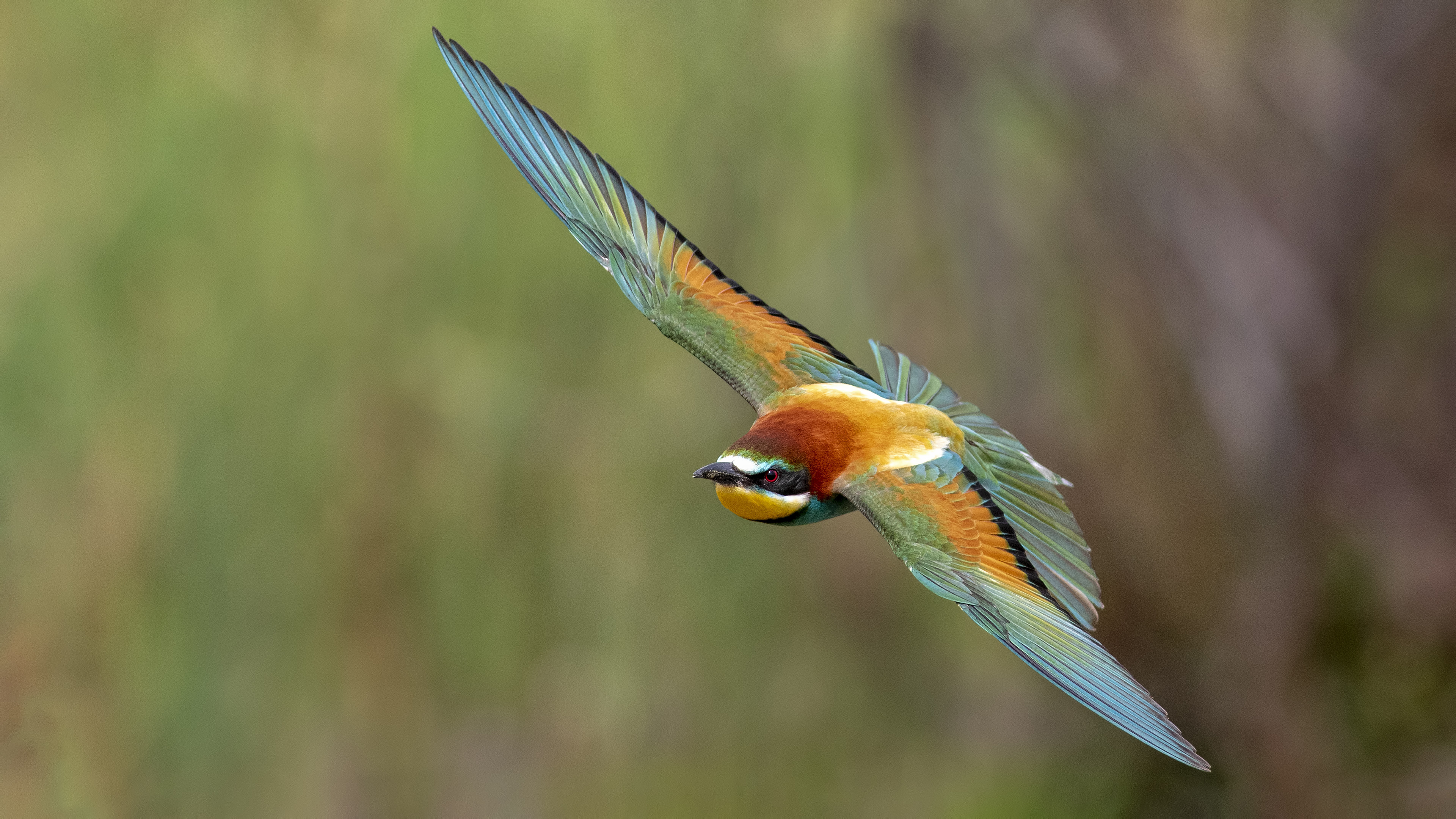 European Bee-eater