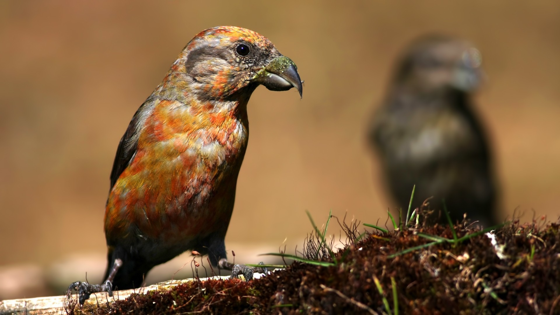 Red Crossbill — Ana fotoğraf
