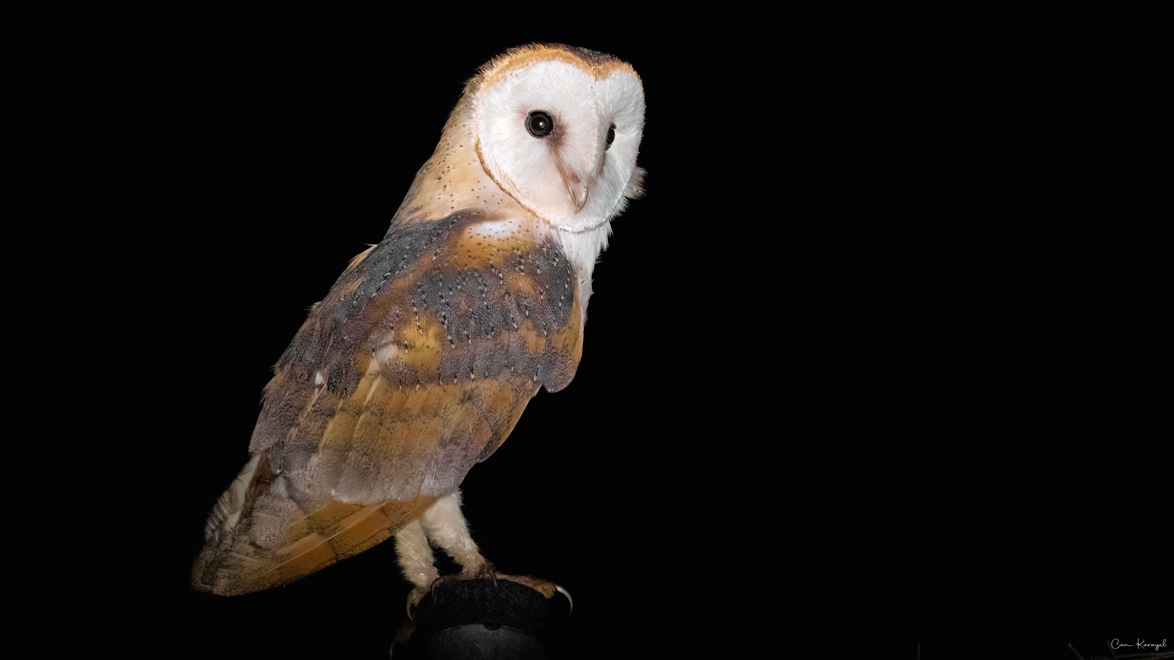 Barn Owl