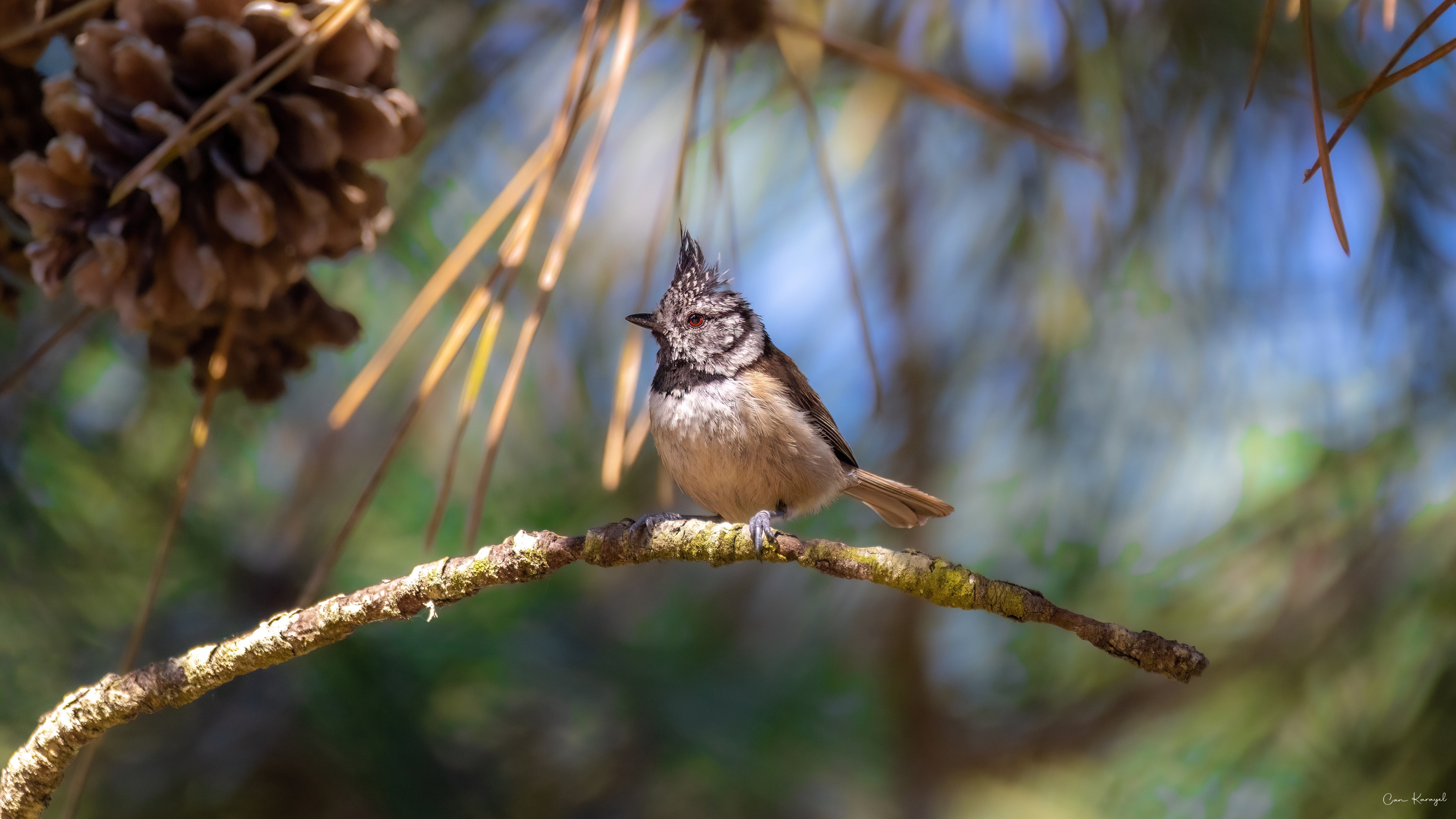 Crested Tit