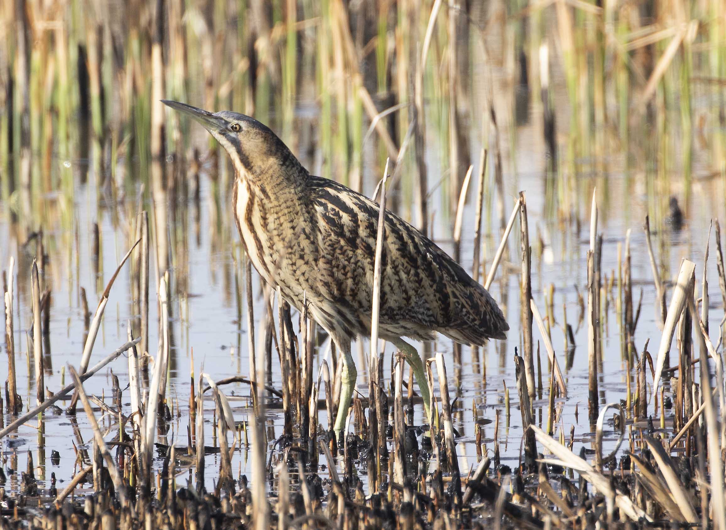 Great Bittern