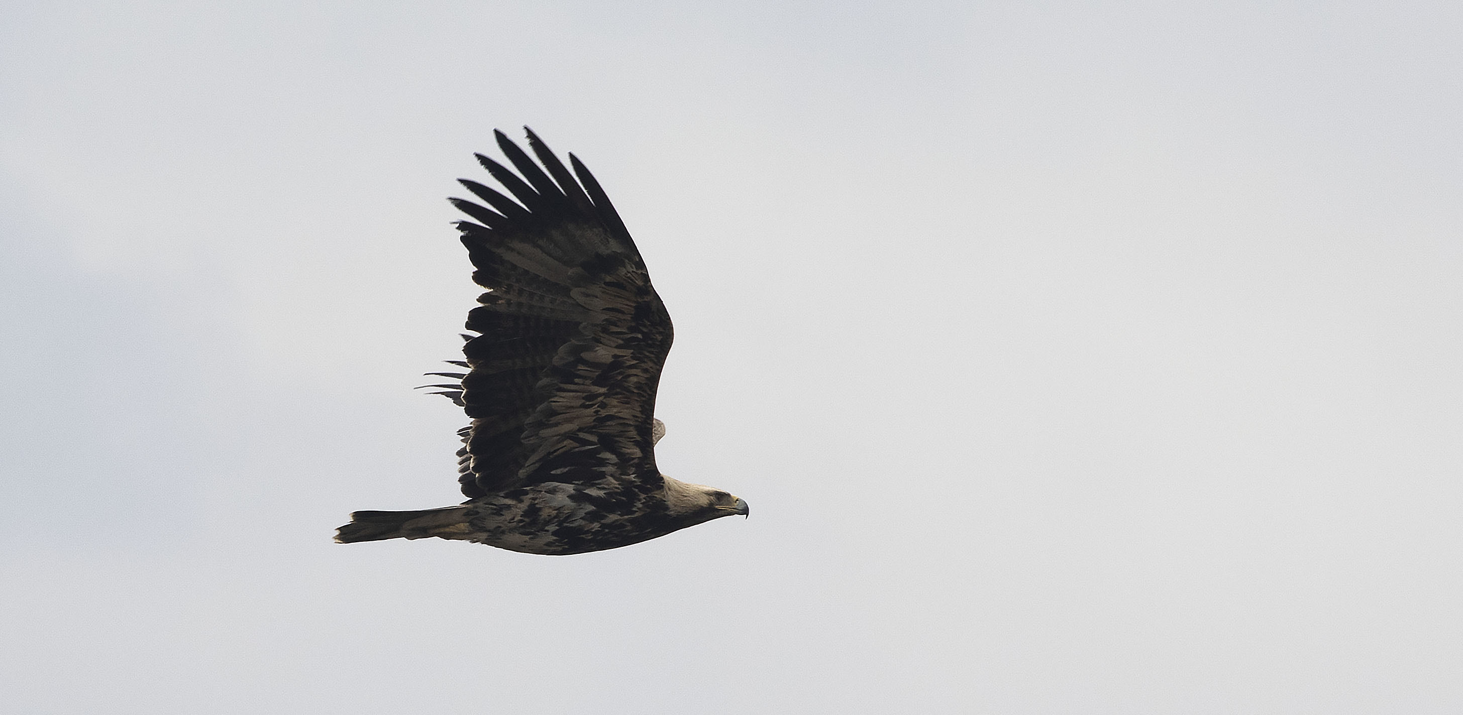 Golden Eagle