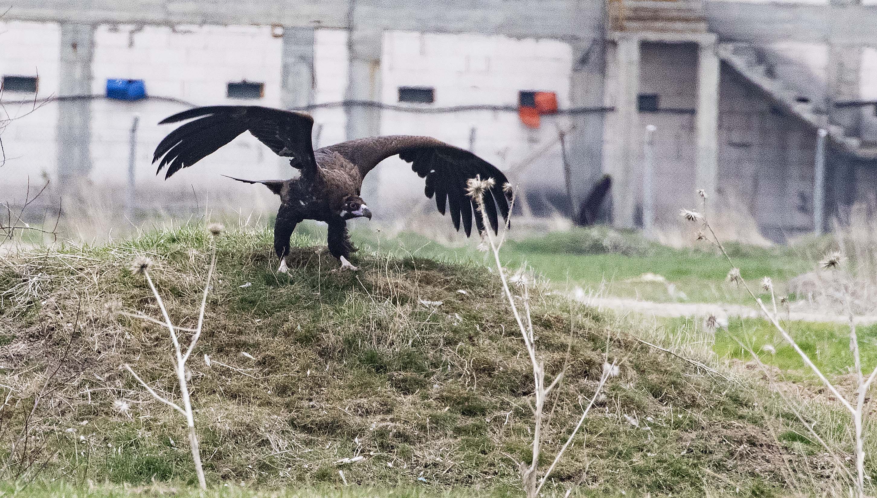 Cinereous Vulture