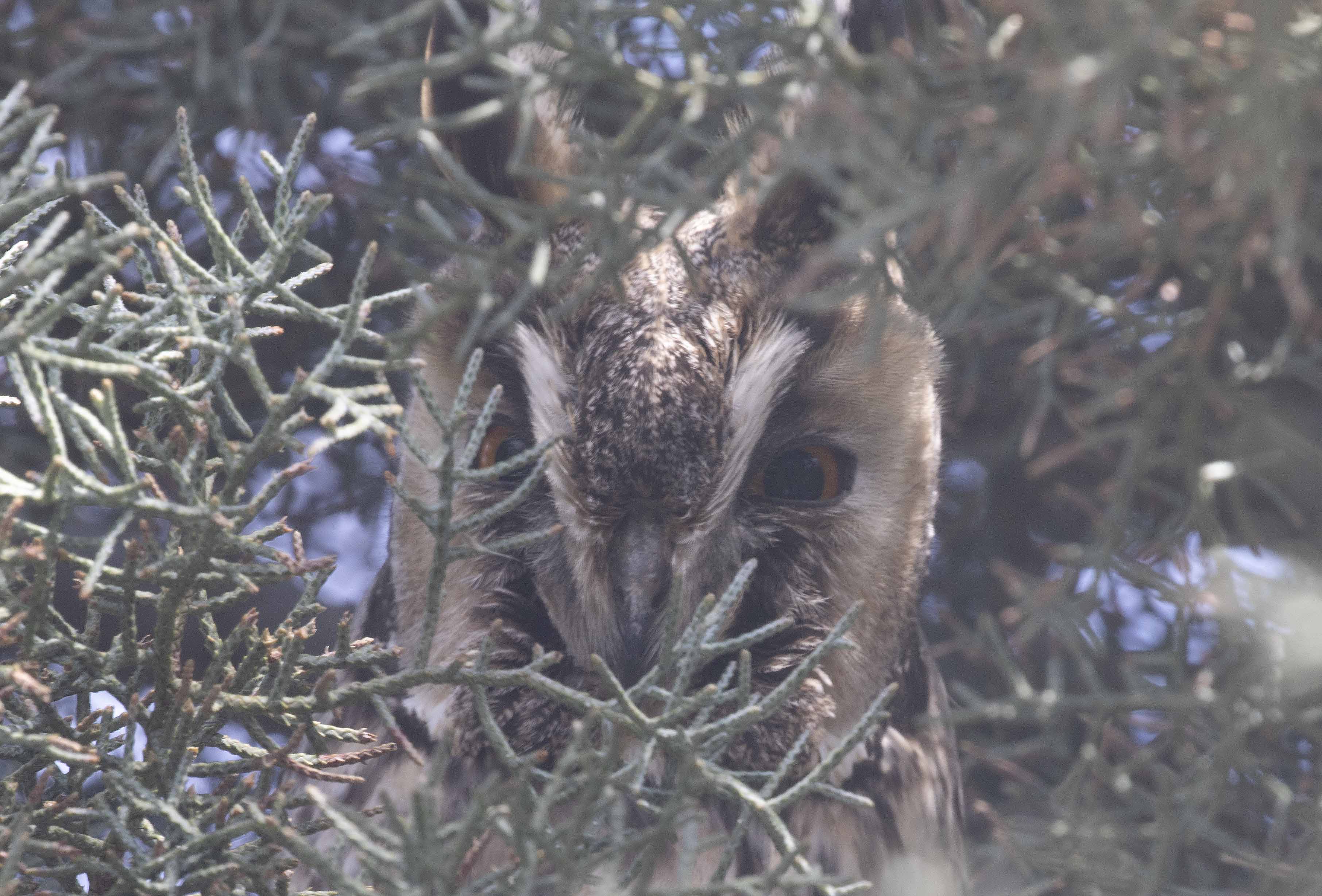 Long-eared Owl
