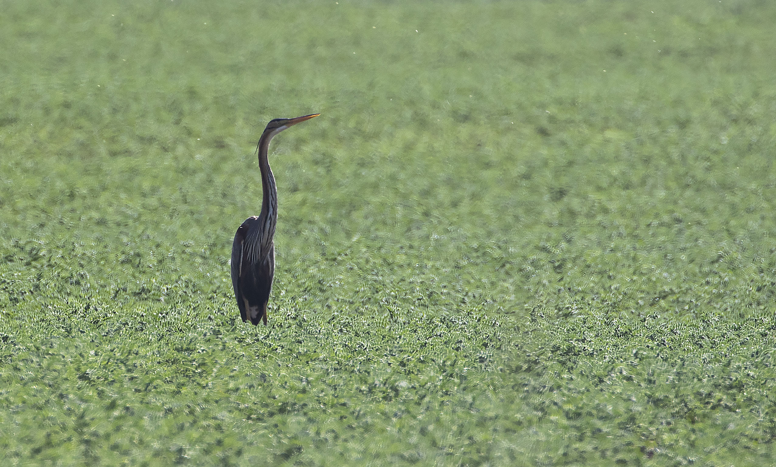 Purple Heron