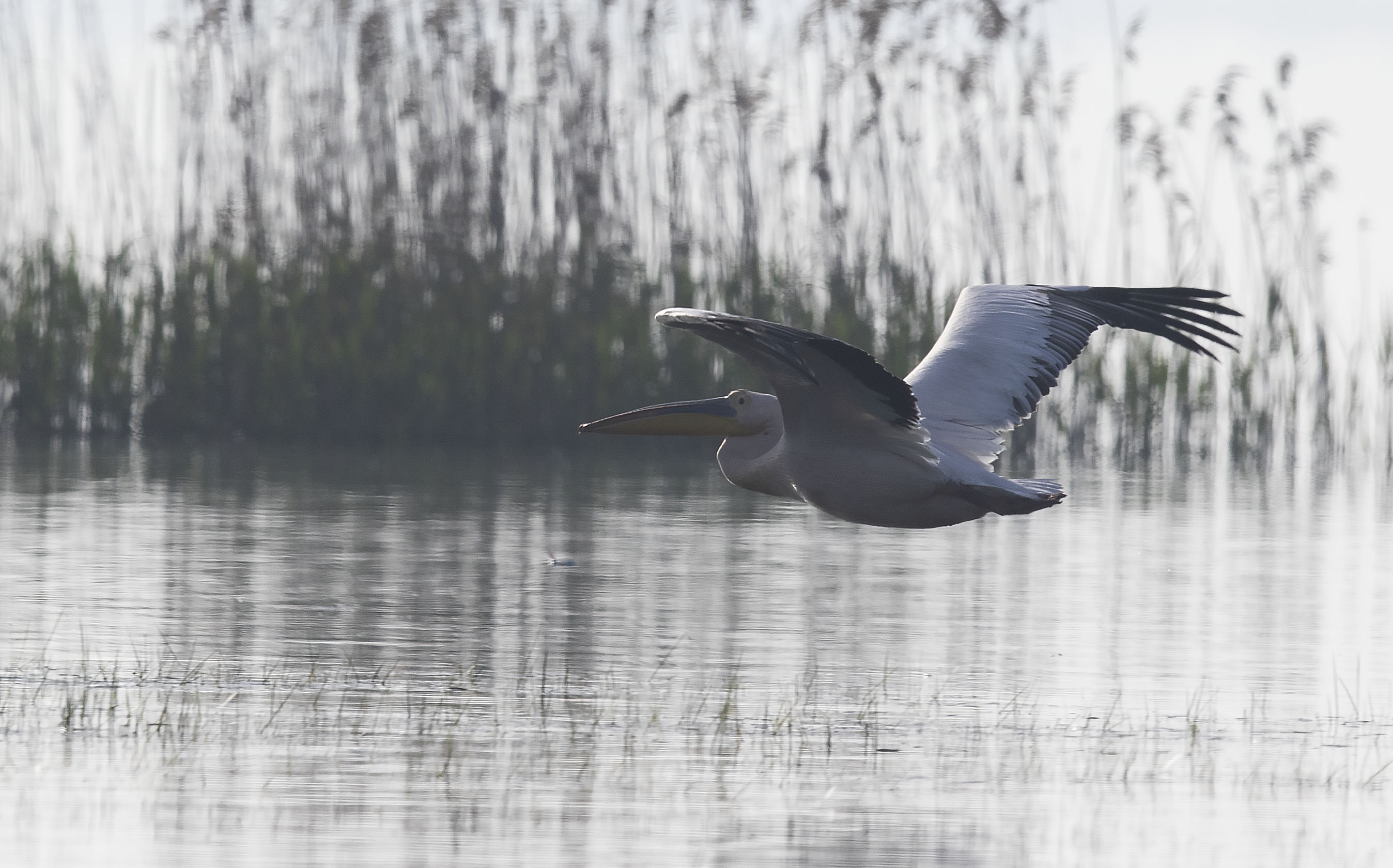 Dalmatian Pelican